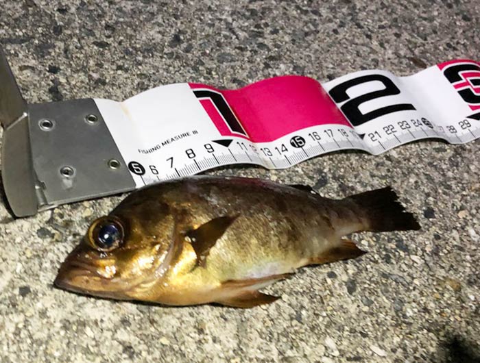 淡路島・おのころ裏でメバリング。まずまずの釣果でした〜😁