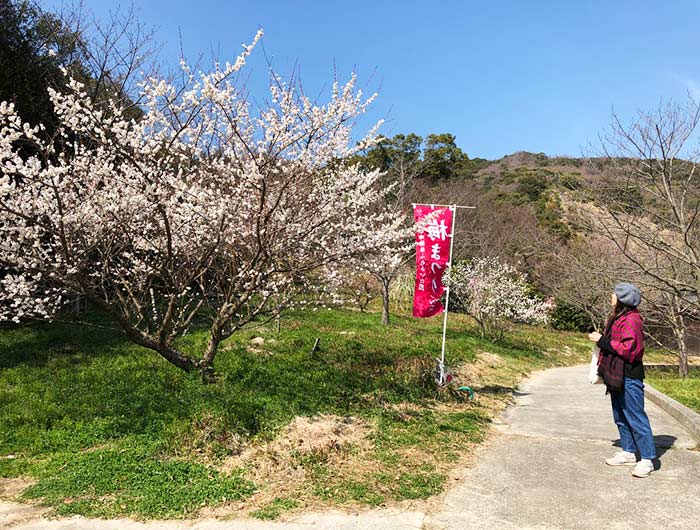 淡路島 広田梅林