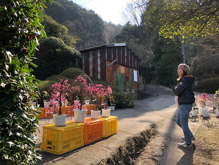 淡路島 八木のしだれ梅（村上邸）