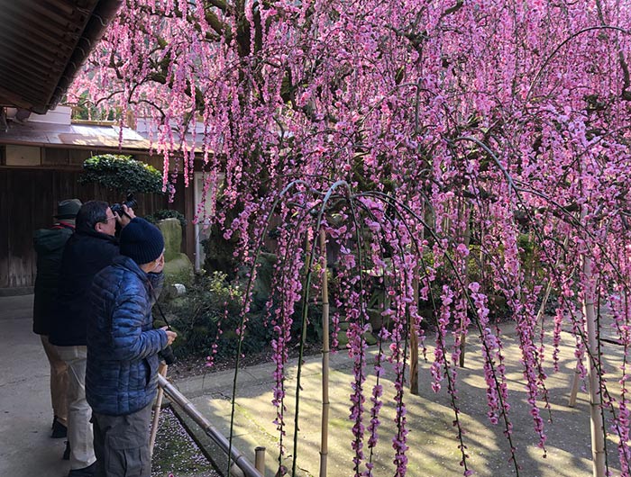 八木のしだれ梅 2019 淡路島