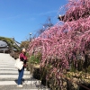 淡路島 大宮寺の梅