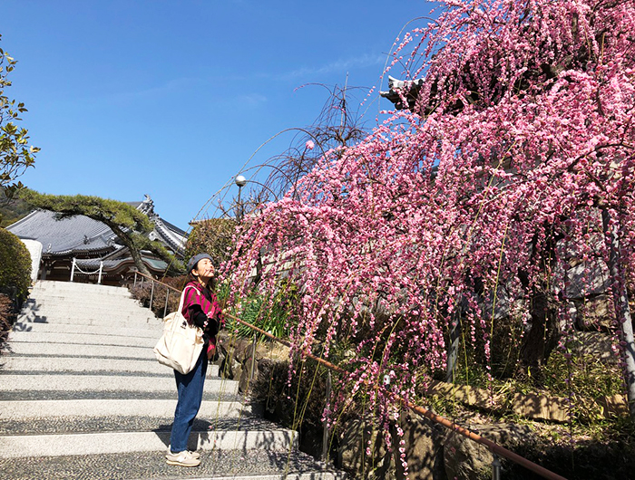 淡路島 大宮寺 梅