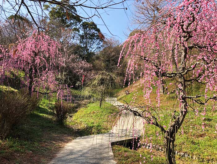 淡路島 広田梅林