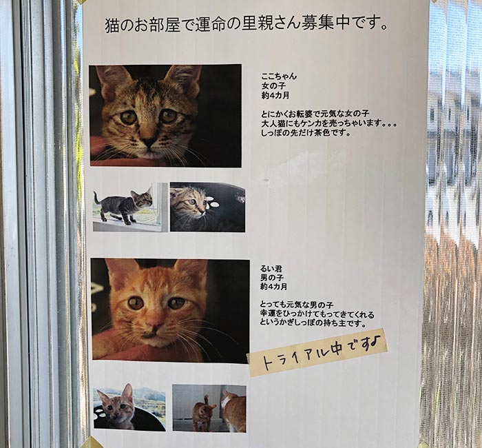 淡路島の猫カフェ toneko 店内の様子