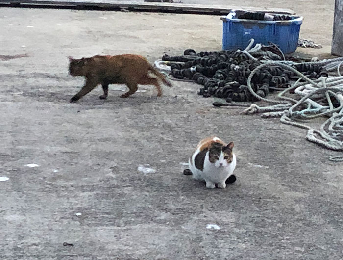 淡路島の漁港の猫