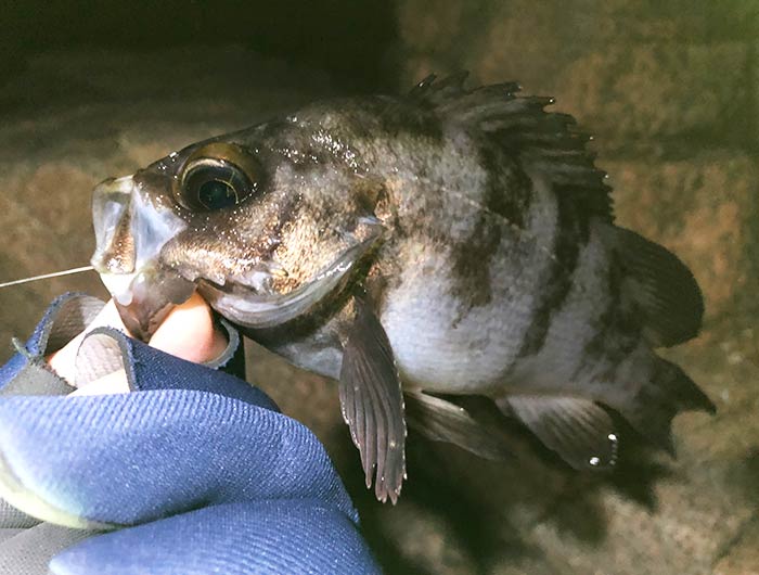 淡路島・ロックエリアで、なんとかメバルの釣果😆
