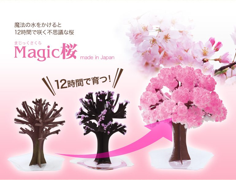 「マジック桜」という面白グッズを購入してみました