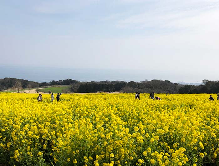 淡路島 あわじ花さじき 菜の花まつり