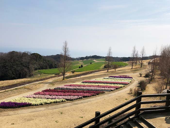 淡路島 あわじ花さじき