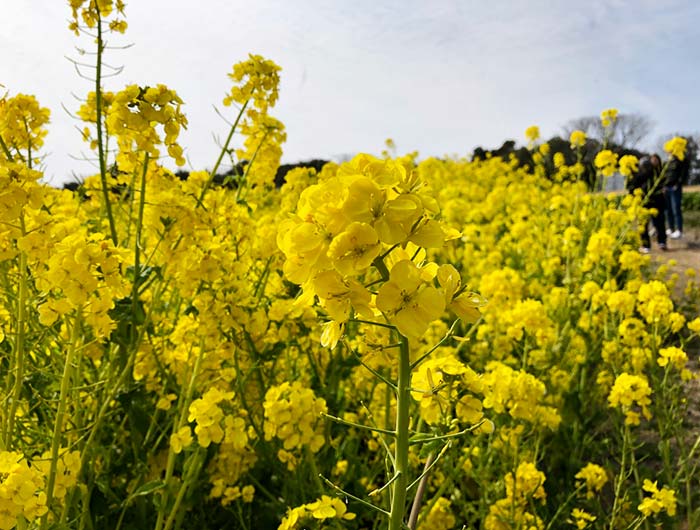 淡路島 あわじ花さじき 菜の花まつり