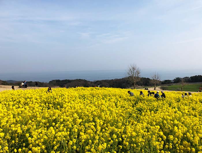 淡路島 あわじ花さじき