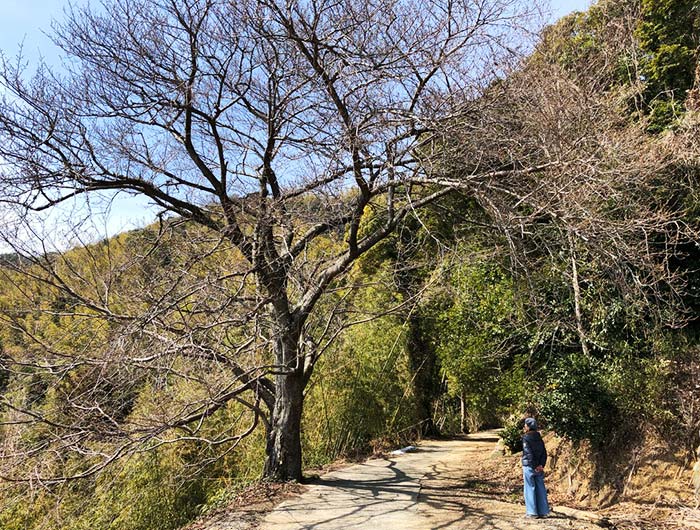 淡路島 御井の清水の水汲みルートで見つけた桜の木