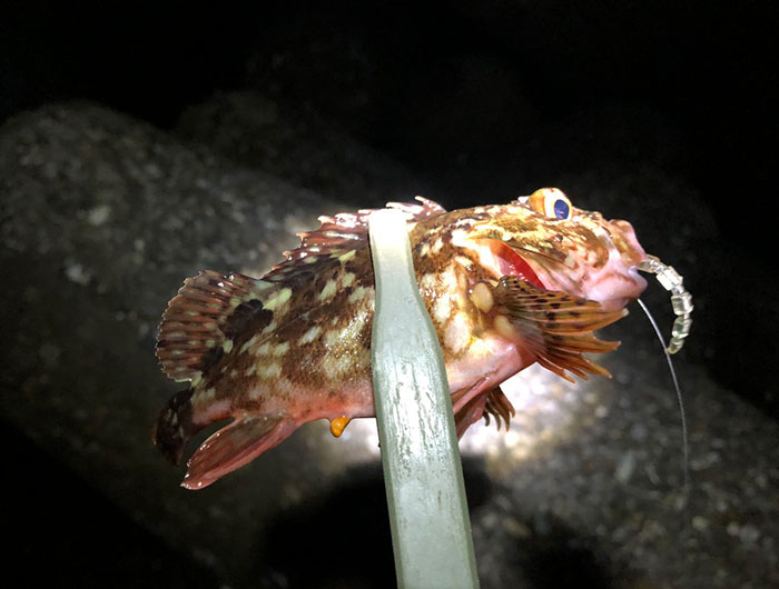 淡路島のガシラ