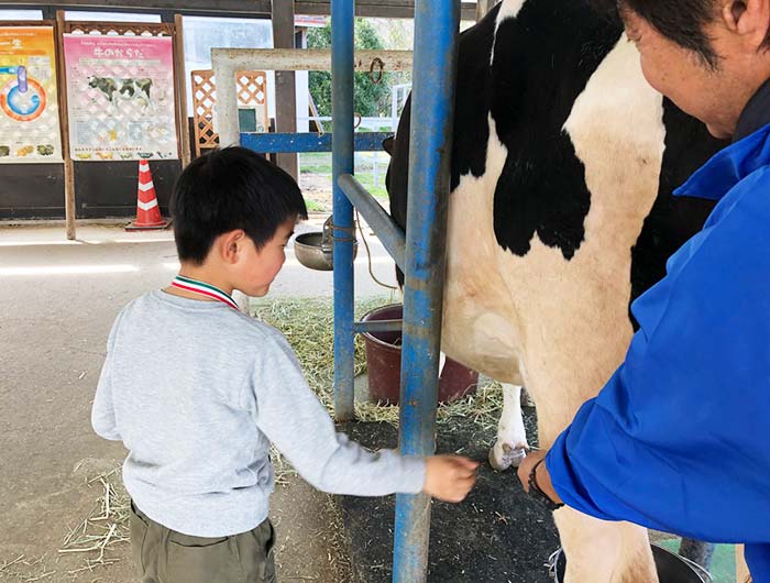 淡路島牧場の乳搾り体験