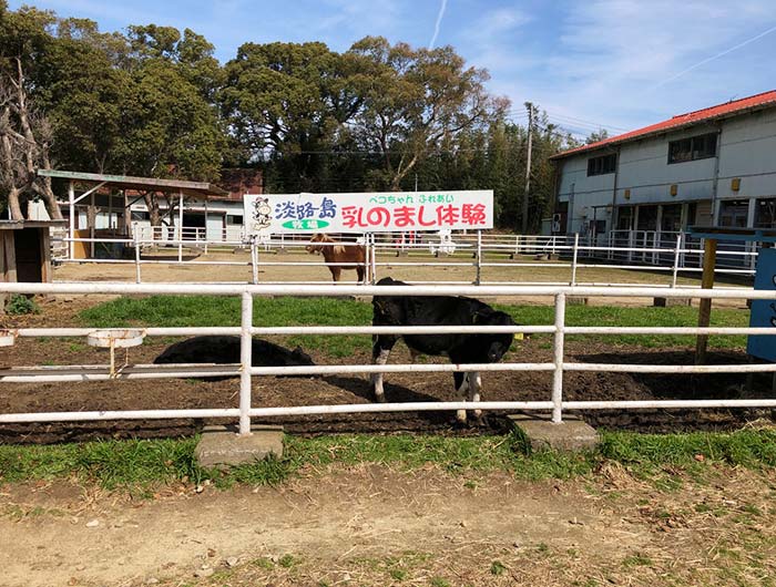 淡路島牧場の牛