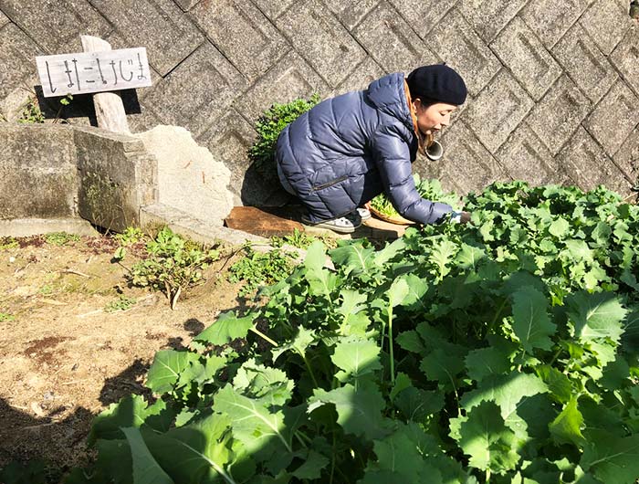 淡路島 家庭菜園 くきたち菜