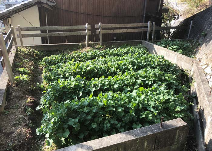 淡路島 家庭菜園