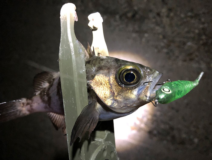 ジェリーサーディンでメバルを釣る