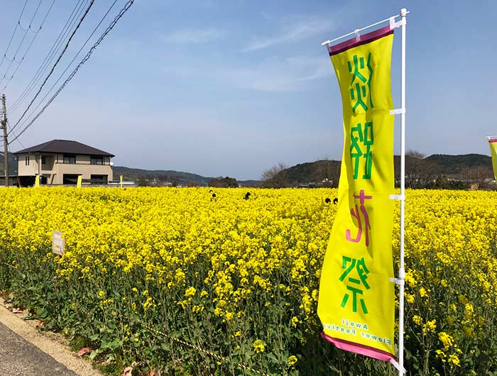 大野菜の花迷路