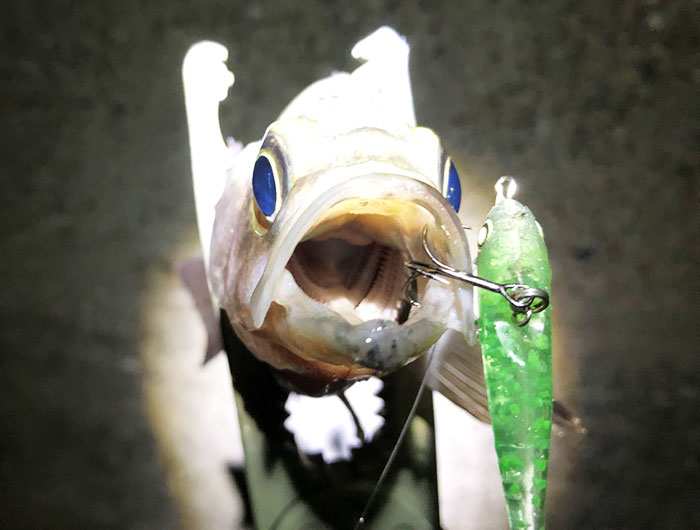 淡路島でジェリーサーディン。メバルを釣った