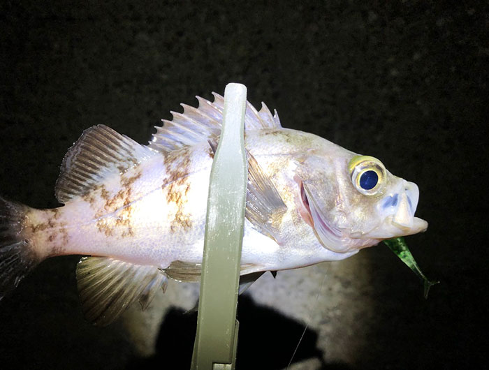 ジェリーサーディンでメバルを釣った