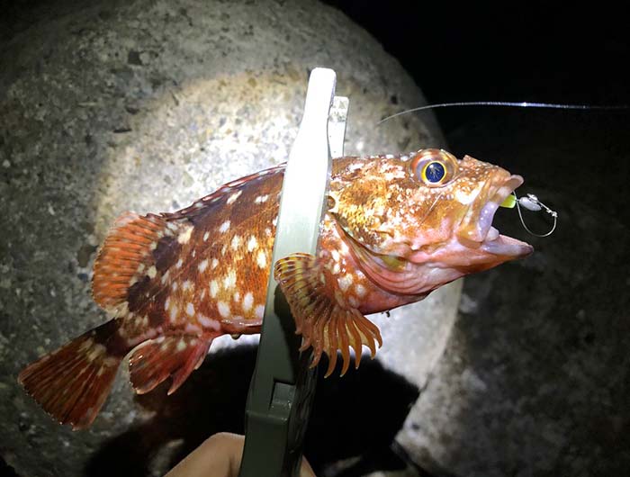 淡路島のガシラ