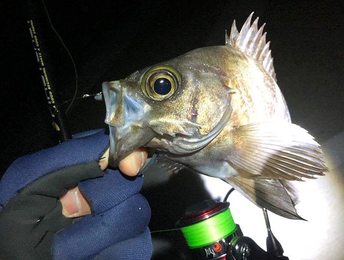 淡路島・大潮メバリング。満潮近くに何とか釣果を出せました〜😁