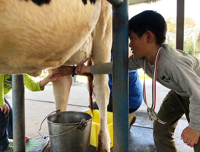 淡路島牧場の乳搾り体験
