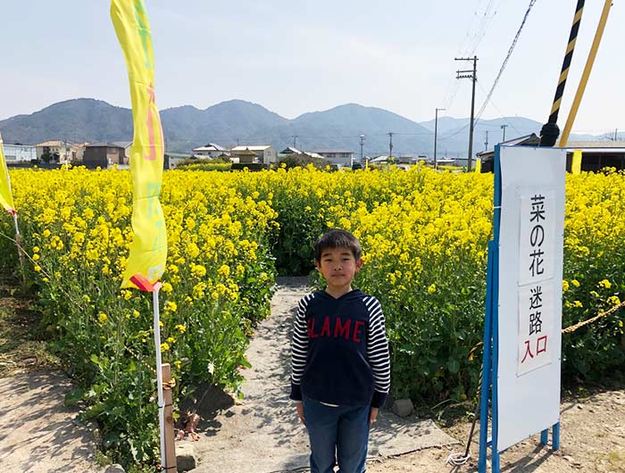 菜の花迷路の入り口