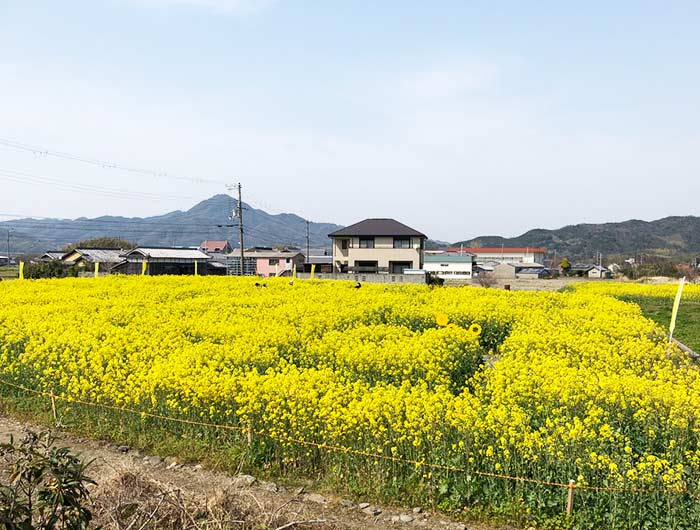 大野菜の花迷路