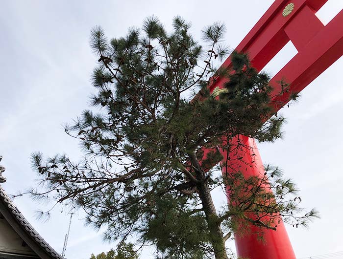 おのころ島神社の裏にある松の木