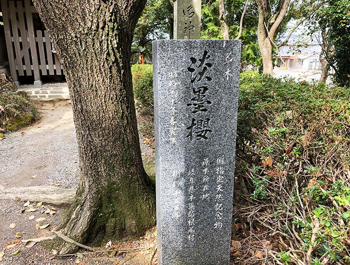 おのころ島神社 淡墨桜