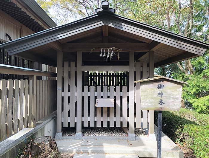 おのころ島神社の御神木