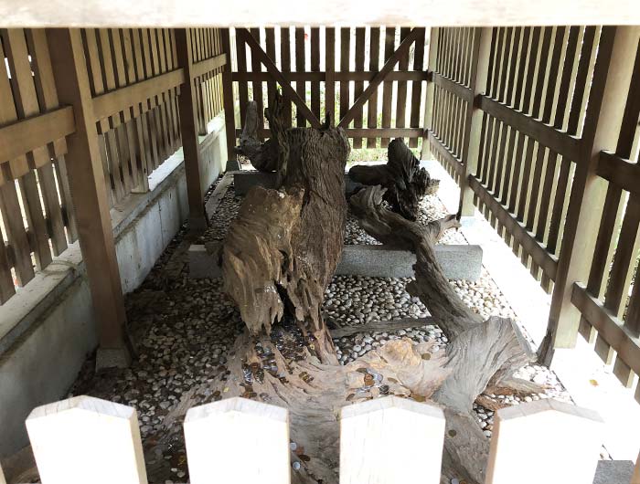 おのころ島神社の御神木 夫婦松