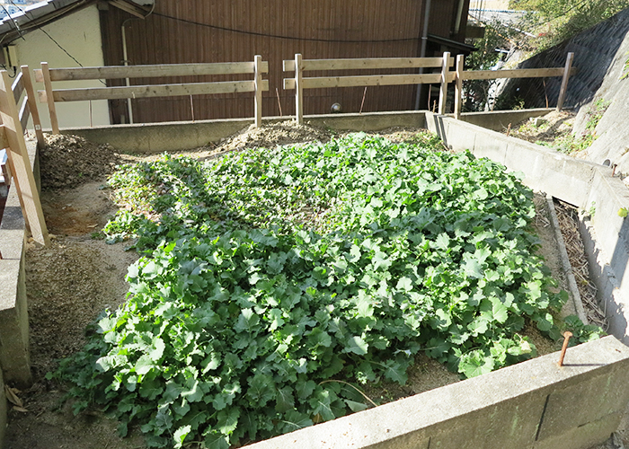 淡路島 家庭菜園