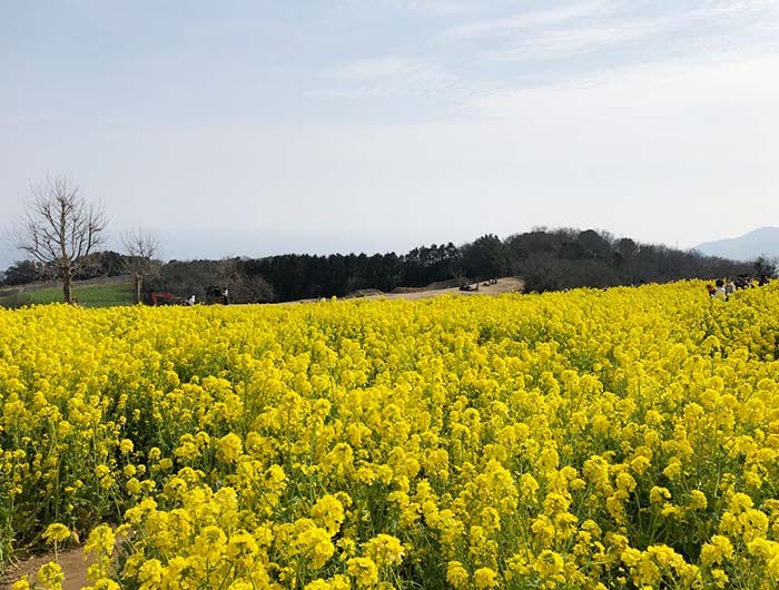 淡路島 あわじ花さじき 菜の花まつり