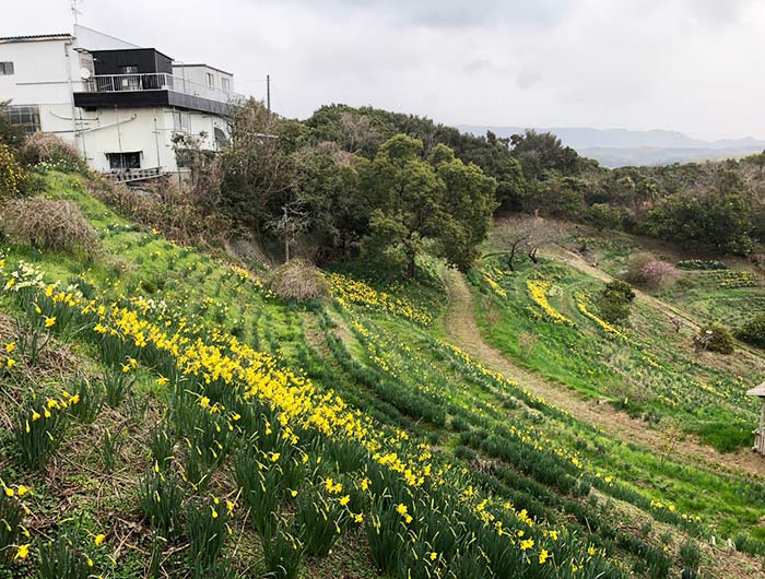 淡路島 水仙の丘