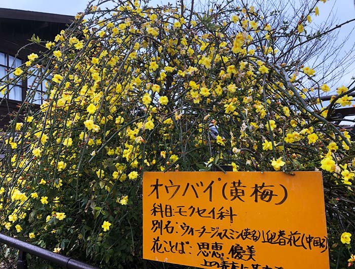 淡路島 水仙の丘 黄梅