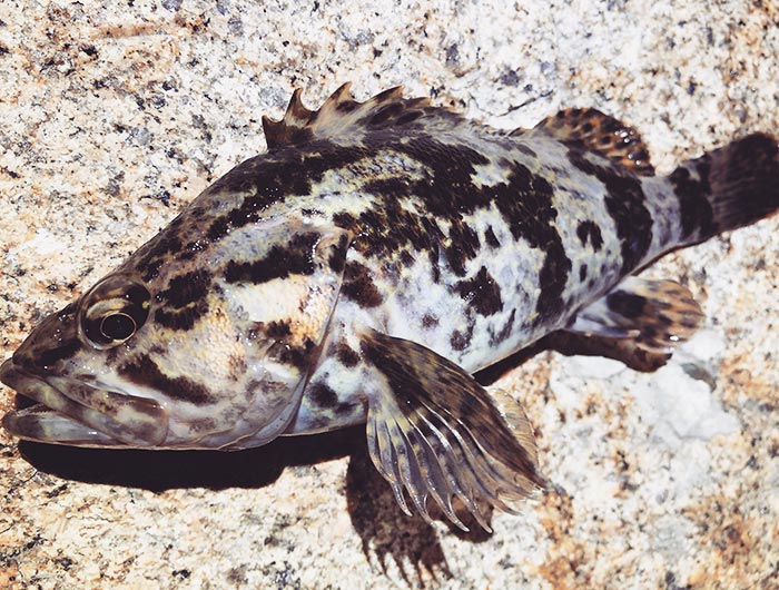 淡路島・志筑で釣り。初めてタケノコメバルが釣れた〜o(^▽^)o