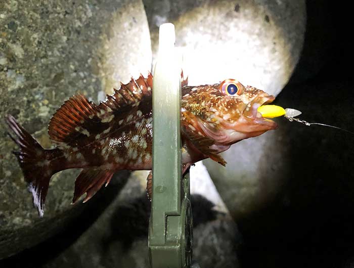 淡路島 ガシラ