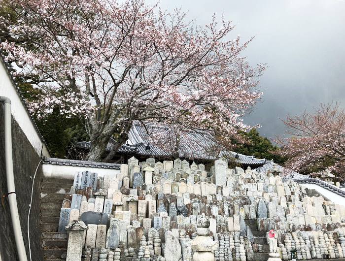 妙勝寺の桜