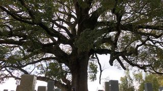 妙勝寺の大楠の木
