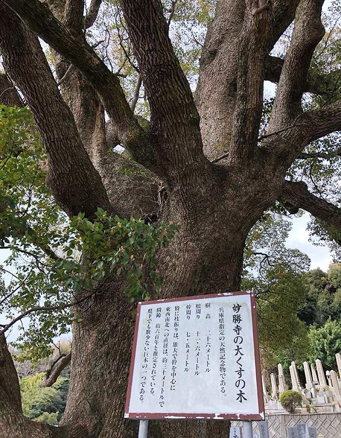 妙勝寺の大楠の木