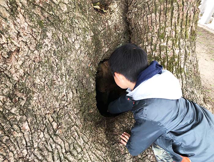 妙勝寺の大楠の木