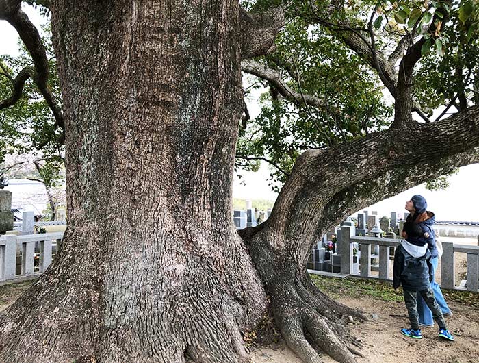 妙勝寺の大楠の木