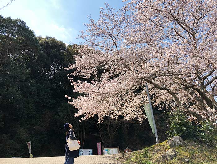 鮎屋の滝の桜