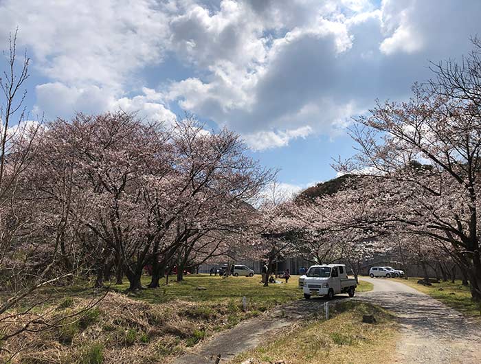 鮎屋ダムの桜