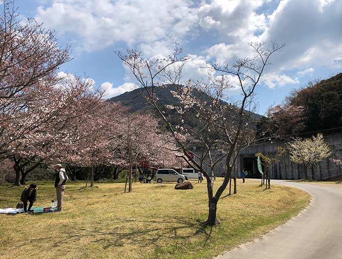 鮎屋ダムの桜