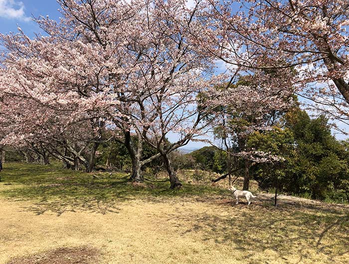 鮎屋ダムの桜