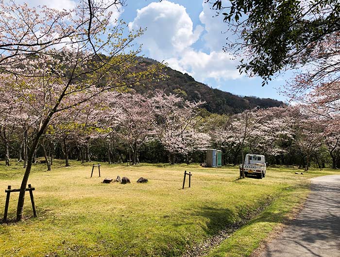 鮎屋ダムの桜